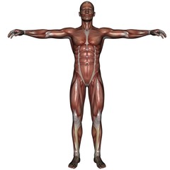 3D muscle of man