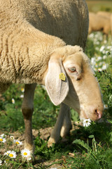 Munching sheep