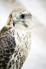 falco