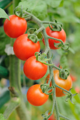 Cherry tomatoes