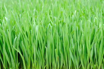 Fototapeta na wymiar Wheat grass