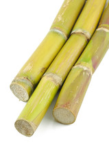 Sugar cane