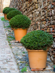 Alcazaba of Malaga