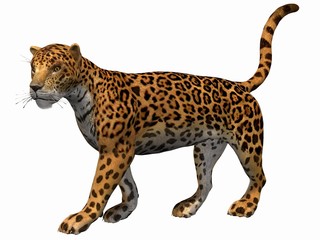 Jaguar