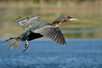 White-breasted Cormorant