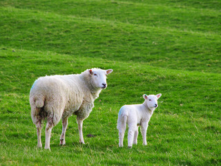 Naklejka na ściany i meble Mother Sheep and Baby Lamb