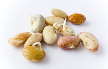 Multicolor beans are growing.