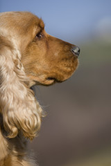 gros plan de profil d'un cocker anglais au regard lointain