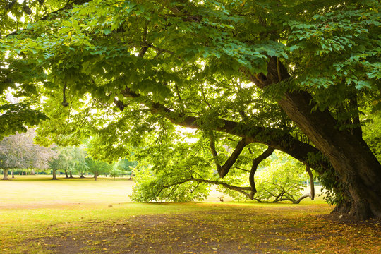 Centenary linden from Cheverny Chateau gardens. France