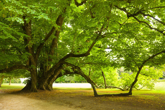 Centenary linden from Cheverny Chateau gardens. France