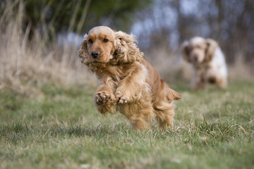 deux cockers en course