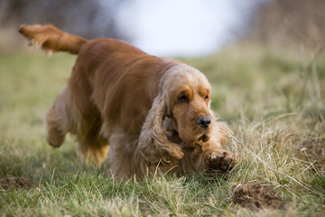 english cocker spaniel en train de suivre une piste