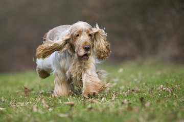 cocker anglais fatigué et triste en course de face