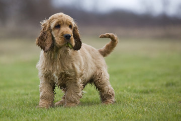 jeune chien cocker golden mouillé et ébouriffé