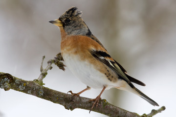 brambling - Fringilla montifringilla