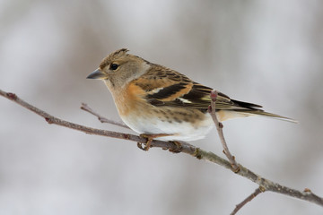 Bergfink - Fringilla montifringilla