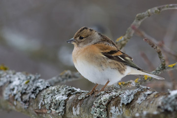 Bergfink auf Ast
