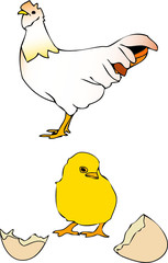Gallina e pulcino