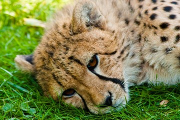 Gepard