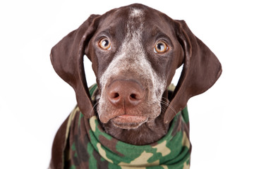 German short-haired pointer  looks in camera