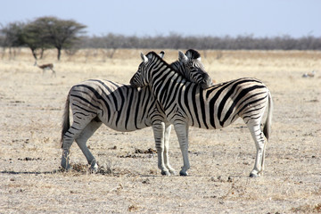 The rest of zebras, Namibia, Etosha Park