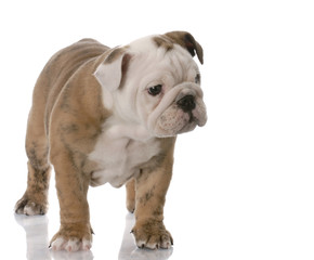bulldog puppy