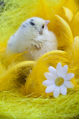 Chick Portrait