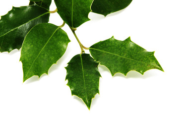 European Holly leaves