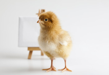 Easter Chick on table, frame