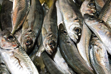 sardines