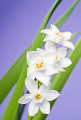 White Narcissus Blooming