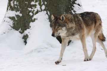 canis lupus wolf