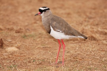 Crowned Plover Bird