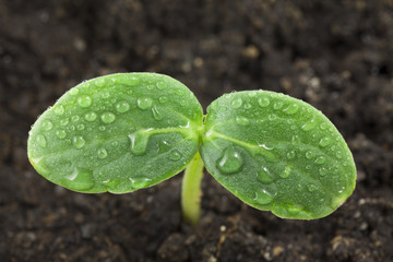 Small plant