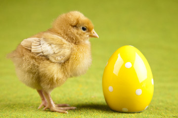 Cute little chick