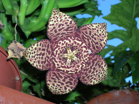 Fiore strapelia variegata