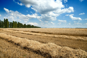 Golden wheat ears with blue sky and clouds. south Ukraine