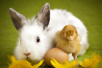 Fototapeta premium Rabbit on chick