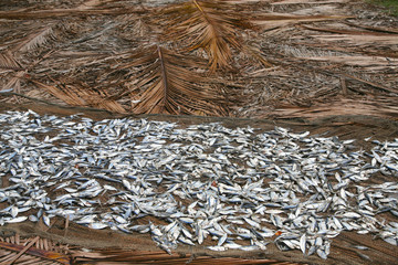 fish placed to dry in the sun