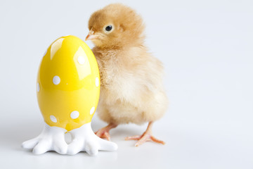 Chick and Egg