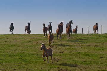 Pferdeherde
