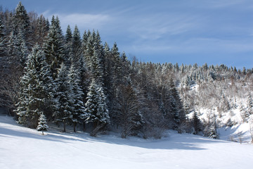 Winter landscape