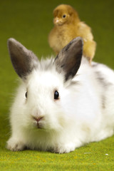 Rabbit on chick
