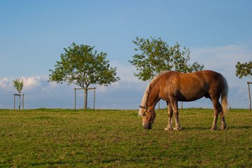Pferd vor Landschaft