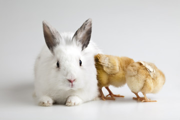 Bunny and chick