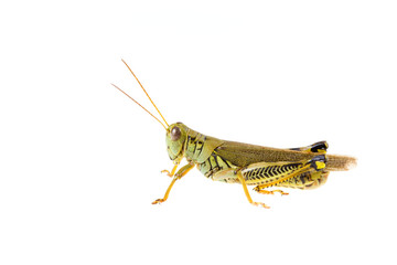 Grasshopper