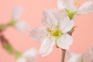 Fototapeta premium Cherry blossoms