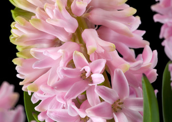 hyacinth