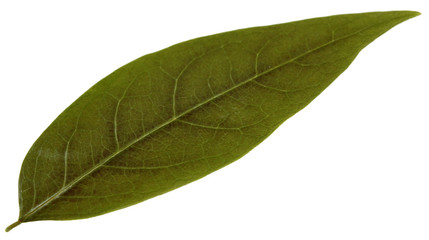 feuille simple desséchée fond blanc