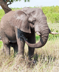 Fototapeta na wymiar African Elephant having a mud bath